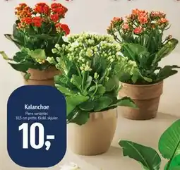 Føtex Kalanchoe tilbud
