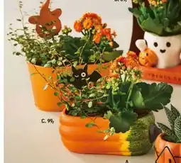 Føtex Planter i skjuler tilbud