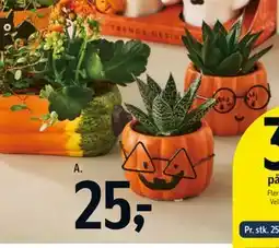 Føtex Mini Sukkulent i Halloween skjuler tilbud