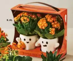 Føtex 2 stk. mini planter i skjuler og gaveæske tilbud