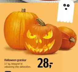 Føtex Halloween græskar tilbud
