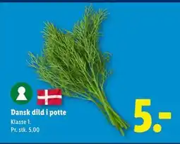 Lidl Dansk dild i potte tilbud