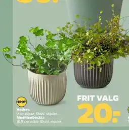 Netto Hedera tilbud