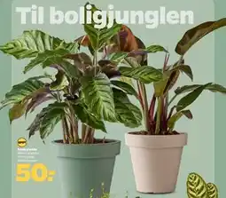 Netto Grøn plante tilbud