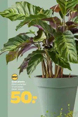 Netto Grøn plante tilbud
