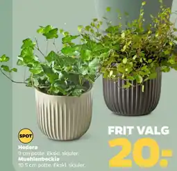 Netto Hedera tilbud