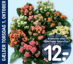 REMA 1000 Kalanchoe tilbud