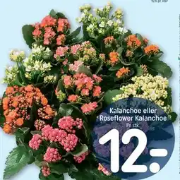 REMA 1000 Kalanchoe eller Roseflower Kalanchoe tilbud