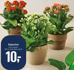 Føtex Kalanchoe tilbud