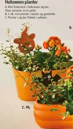 Føtex Halloween planter (venstre gruppe) tilbud
