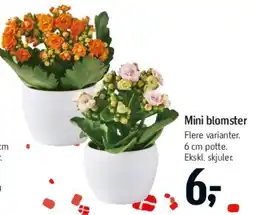 Føtex Mini blomster tilbud