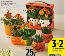 Føtex Halloween planter tilbud