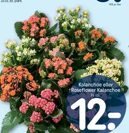 REMA 1000 Kalanchoe eller Roseflower Kalanchoe tilbud