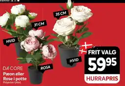 Din Isenkræmmer Da Core Pæon eller Rose i potte tilbud