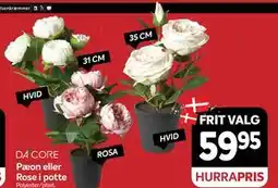 Din Isenkræmmer DA CORE Pæon eller Rose i potte tilbud