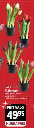 Din Isenkræmmer DA CORE Tulipaner tilbud