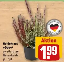 REWE DE Heidekraut »Duo« zweifarbige Besenheide, je Topf tilbud
