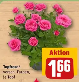 REWE DE Topfrose tilbud