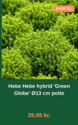 Plantorama Hebe Hebe hybrid 'Green Globe' tilbud
