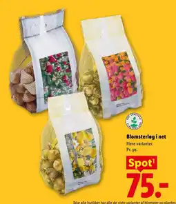 Lidl Blomsterløg i net tilbud