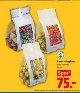 Lidl Blomsterløg i net tilbud