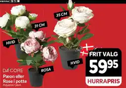 Din Isenkræmmer Paeon eller Rose i potte tilbud