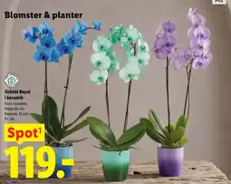 Lidl Orkidé Royal i keramik tilbud