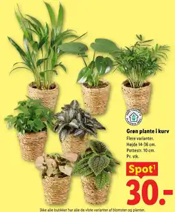 Lidl Grøn plante i kurv tilbud