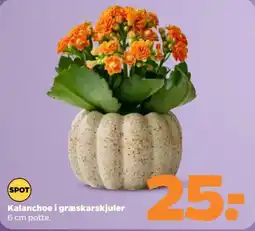 Netto Spot Kalanchoe i græskarskjuler tilbud