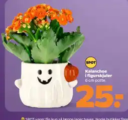Netto Spot Kalanchoe i figurskjuler tilbud