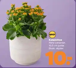 Netto Spot Kalanchoe tilbud