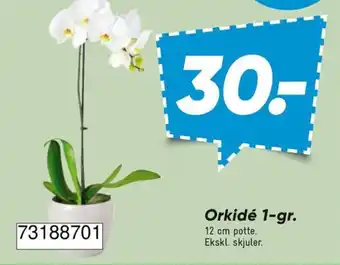 Orkidé