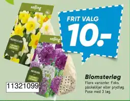 Bilka salling Blomsterløg tilbud