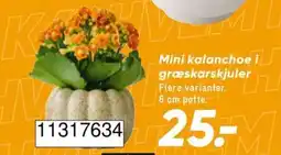 Bilka Mini kalanchoe tilbud