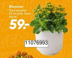 Bilka Blomster tilbud