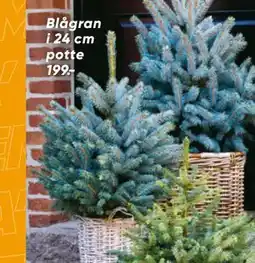 Bilka Blågran i 24 cm potte tilbud