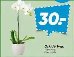 Bilka Orkidé 1-gr tilbud