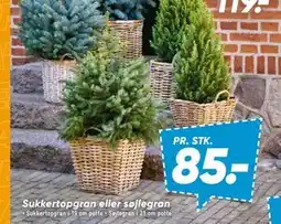Bilka Sukkertopgran eller søjlegran tilbud