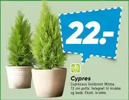 Bilka Cypres tilbud