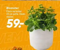 Bilka Blomster tilbud