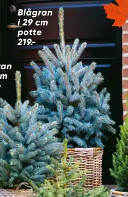 Bilka Blågran i 29 cm potte tilbud