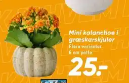 Bilka Mini kalanchoe i græskarskjuler tilbud