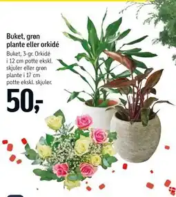 Føtex Buket, grøn plante eller orkidé tilbud