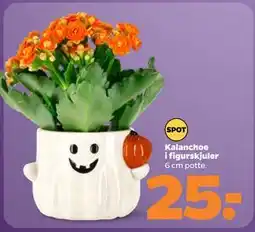 Netto Kalanchoe i figurskjuler tilbud