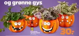 Netto Grøn plante i græskarskjuler tilbud