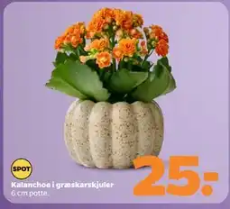 Netto Kalanchoe i græskarskjuler tilbud