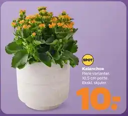 Netto Kalanchoe tilbud