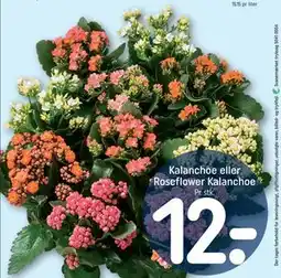 REMA 1000 Kalanchoe eller Roseflower Kalanchoe tilbud