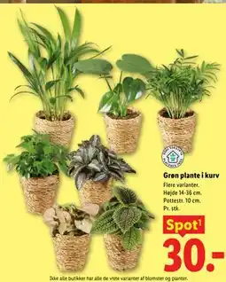 Lidl Grøn plante i kurv tilbud