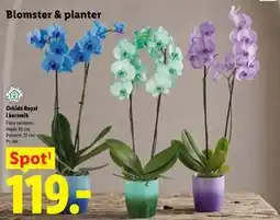 Lidl Orkidé Royal i keramik tilbud